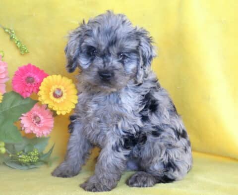 Fluffy Cockapoo puppy with wavy gray fur sitting on a yellow backdrop beside a colorful bouquet of artificial flowers.