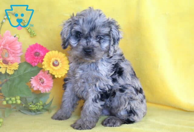 Fluffy Cockapoo puppy with wavy gray fur sitting on a yellow backdrop beside a colorful bouquet of artificial flowers. image