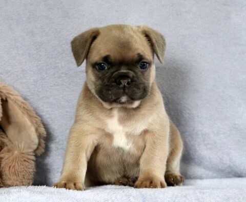 Comet Frenchie