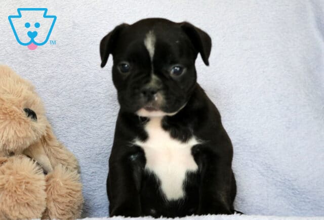 Cookie Frenchie image