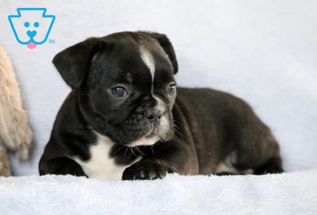 Cookie Frenchie2 image