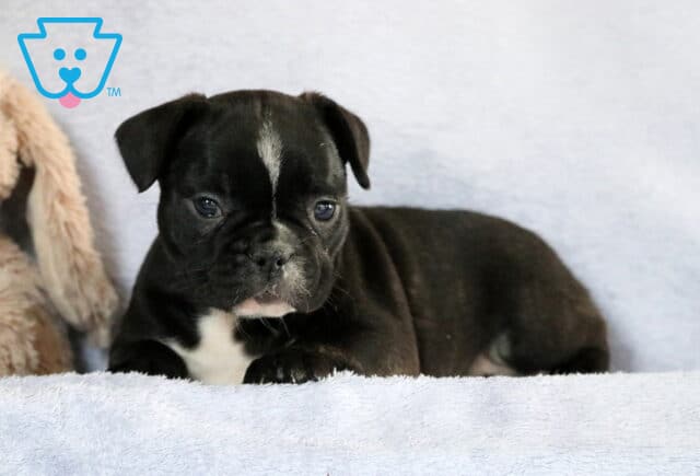Cookie Frenchie3 image