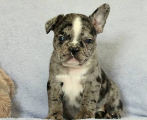Cruz Frenchie