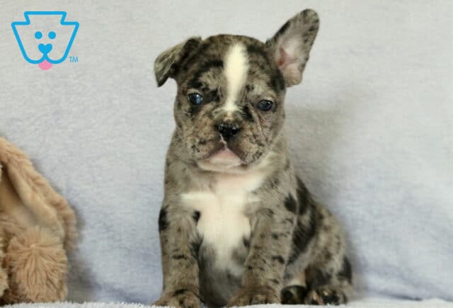 Cruz Frenchie image