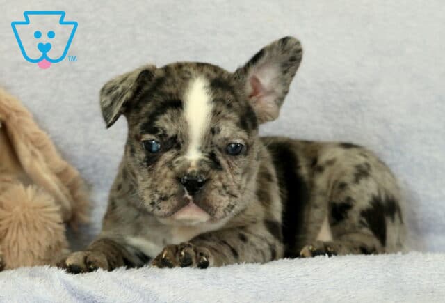 Cruz Frenchie3 image
