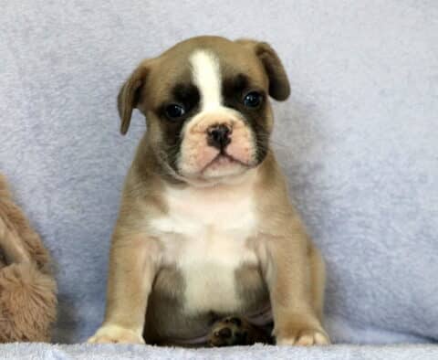 Cubby Frenchie