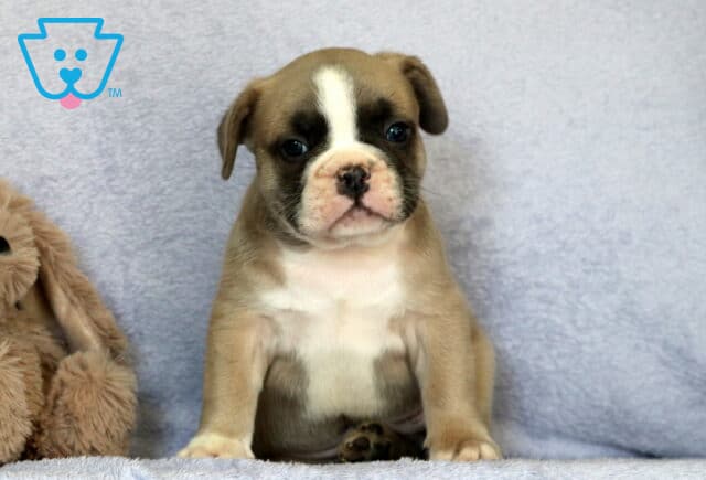 Cubby Frenchie image