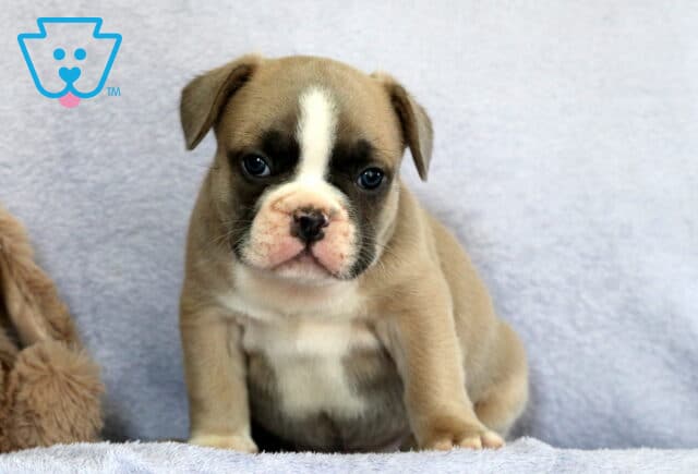 Cubby Frenchie2 image