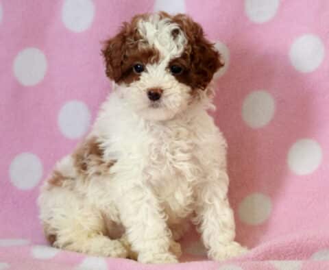 Cupcake Mini Poodle
