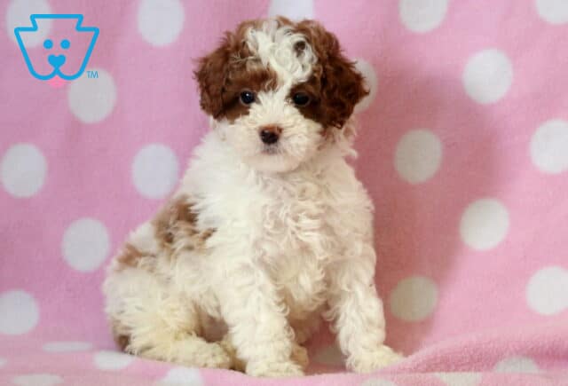 Cupcake Mini Poodle image