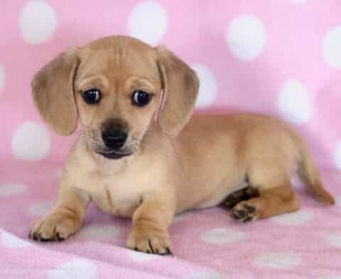 Daisy Mini Dachshund