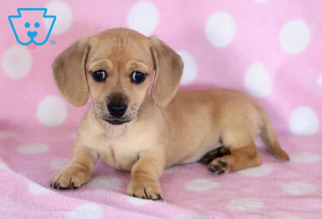 Daisy Mini Dachshund image