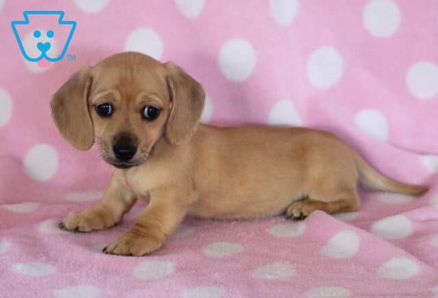 Daisy Mini Dachshund2 image