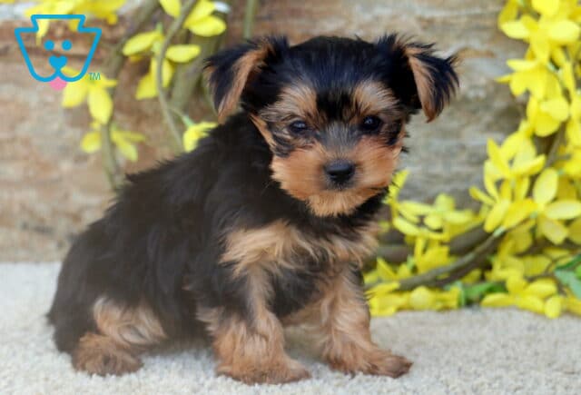 A Yorkshire Terrier puppy, with a mix of black and tan fur, sits on a light carpet next to a stone wall and yellow flowers. Its small body and alert eyes make it look curious and cute. image
