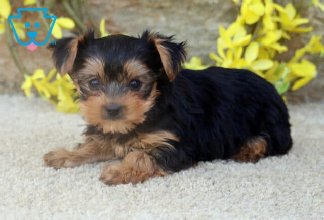 A Yorkie puppy with a thick black and tan coat lays down on a light carpet, looking slightly to the side with soft yellow flowers and a stone wall behind it. image