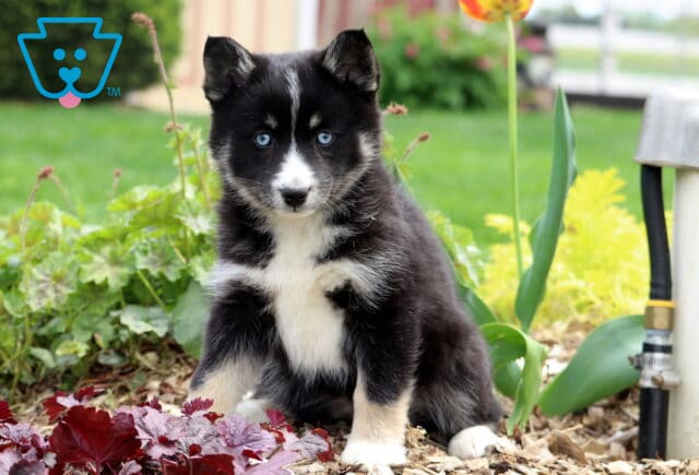 Dalilah Pomsky image