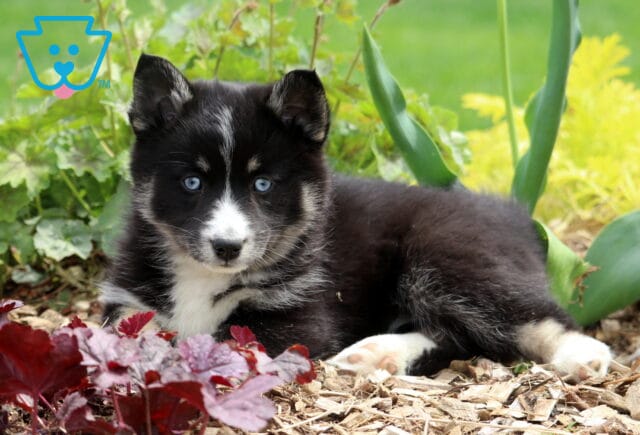 Dalilah Pomsky2 image