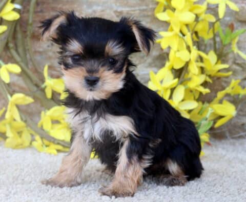 A tiny Yorkie puppy sits upright on a soft cream carpet, with a backdrop of bright yellow flowers and a stone wall adding a cheerful, spring-like setting.