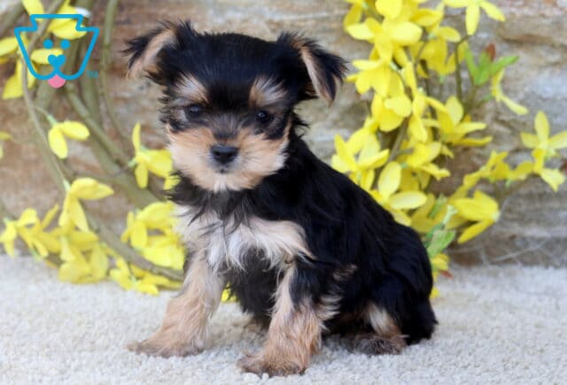 A tiny Yorkie puppy sits upright on a soft cream carpet, with a backdrop of bright yellow flowers and a stone wall adding a cheerful, spring-like setting. image