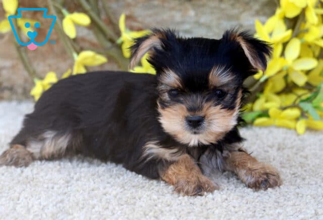 A Yorkshire Terrier puppy lies stretched out on a cream carpet, gazing forward with perked ears, framed by yellow floral vines and a rustic stone wall. image