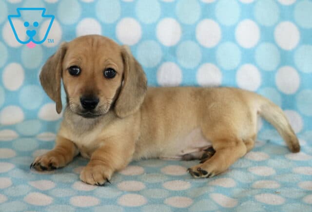 Dallas Mini Dachshund image