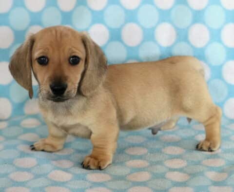 Dallas Mini Dachshund2