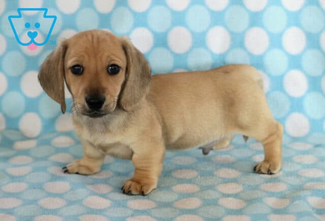 Dallas Mini Dachshund2 image