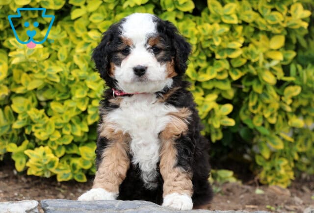 Darcey Mini Bernedoodle image