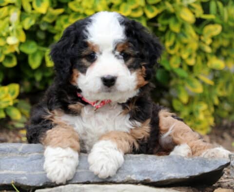Darcey Mini Bernedoodle2
