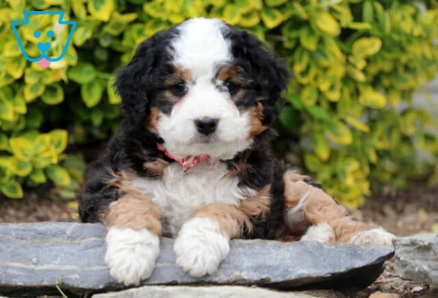 Darcey Mini Bernedoodle2 image