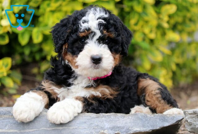 Darla Mini Bernedoodle image
