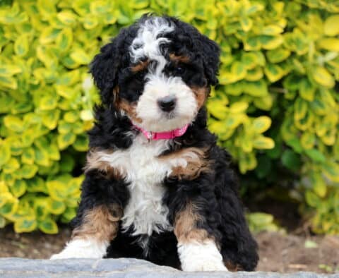 Darla Mini Bernedoodle2