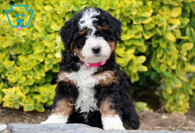 Darla Mini Bernedoodle2 image