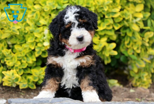 Darla Mini Bernedoodle3 image