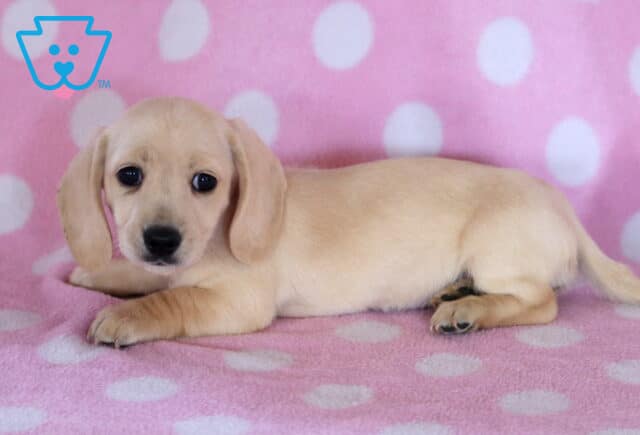 Darla Mini Dachshund image