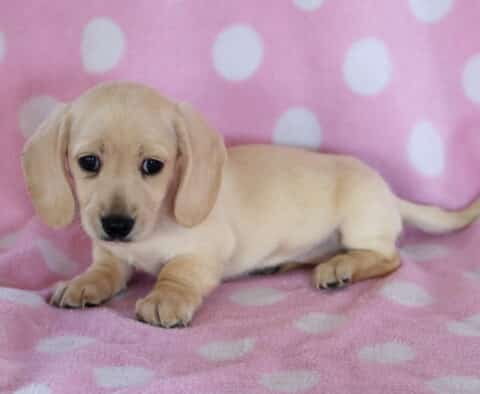 Darla Mini Dachshund2
