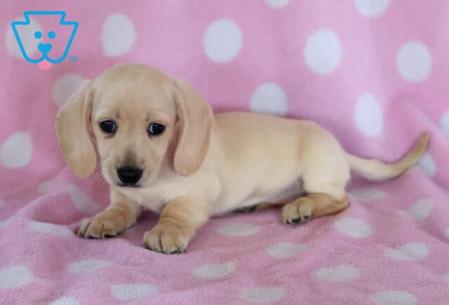 Darla Mini Dachshund2 image