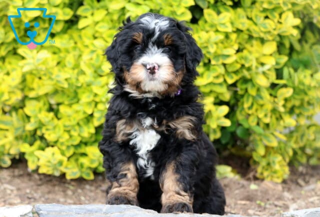 Dee Mini Bernedoodle image