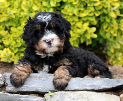 Dee Mini Bernedoodle2