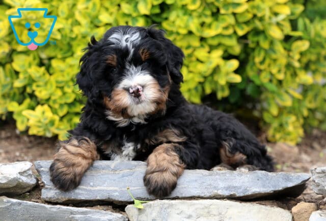Dee Mini Bernedoodle2 image