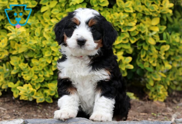Dill Mini Bernedoodle image