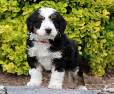 Dill Mini Bernedoodle2