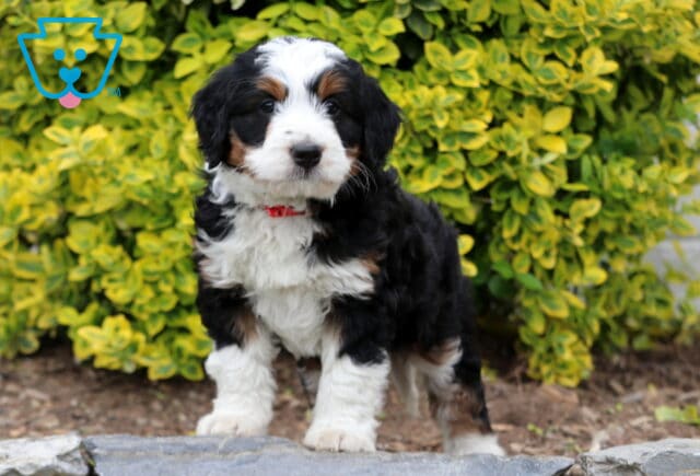 Dill Mini Bernedoodle2 image
