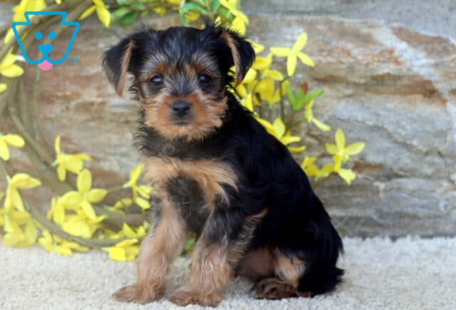 A Yorkshire Terrier puppy with a sleek black and tan coat sits attentively on a light carpet, framed by a stone wall and a decorative ring of yellow flowers. image