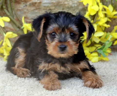 A Yorkie puppy with a fluffy black and tan coat lying on a soft carpet, looking directly at the camera with yellow flowers and a stone wall in the background.