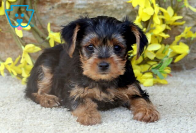 A Yorkie puppy with a fluffy black and tan coat lying on a soft carpet, looking directly at the camera with yellow flowers and a stone wall in the background. image