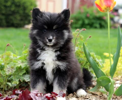 Dodger Pomsky