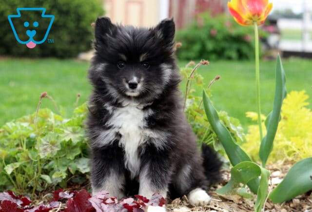 Dodger Pomsky image