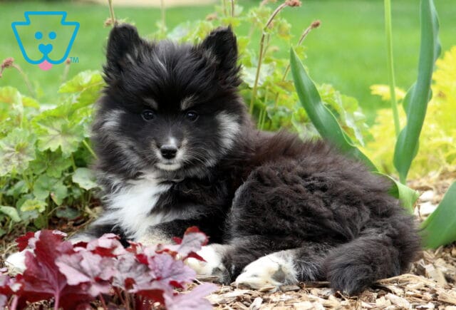 Dodger Pomsky2 image