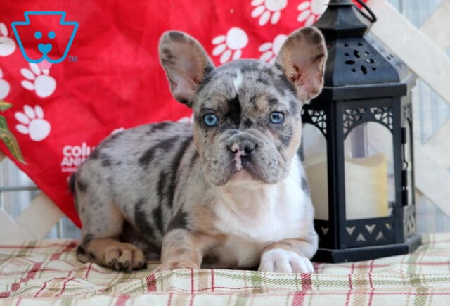 Merle French Bulldog puppy with striking blue eyes laying on a plaid surface beside a black lantern, with a red paw-printed backdrop behind. image